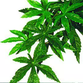 Exoterra sillkikasvi Abutilon S - Tekokasvit - 015561230421 - 1