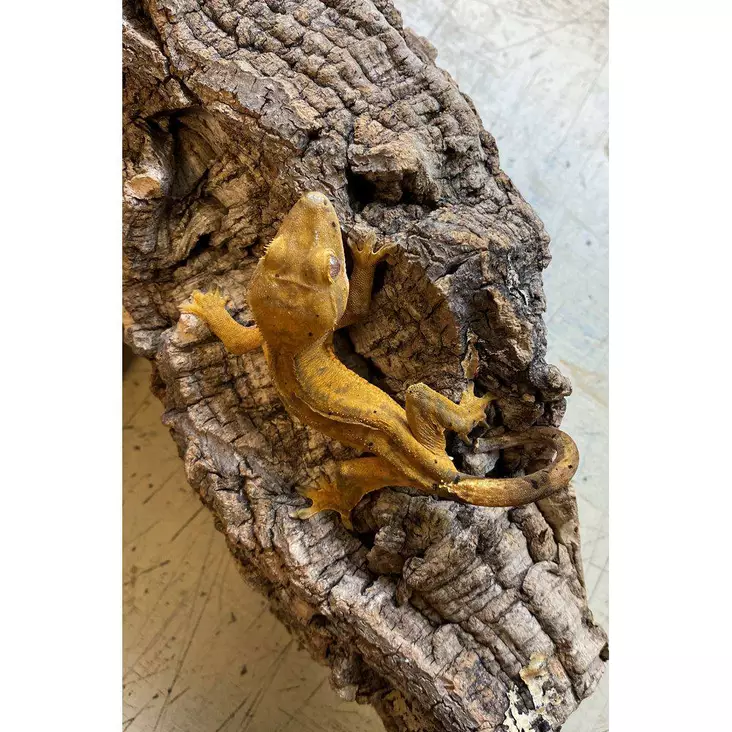 Harjasgekko design - Liskot ja kilpikonnat - 03554221 - 1