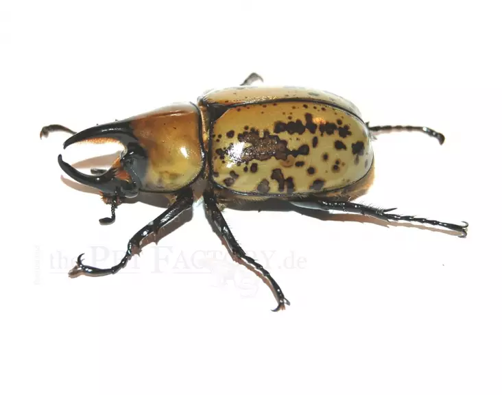 Herkuleskuoriainen Dynastes tityes - Kuoriaiset, sauvasirkat ym - 4250349404151 - 1