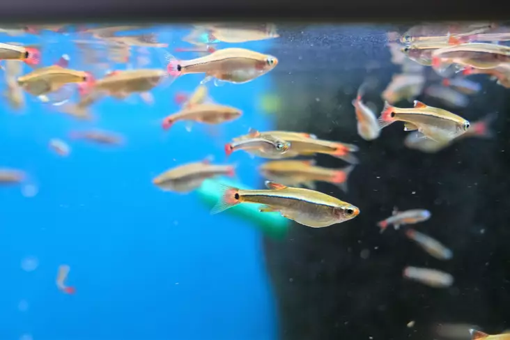 Kardinaalikalla "Gold" - Särkikalat - ba4701 - 1