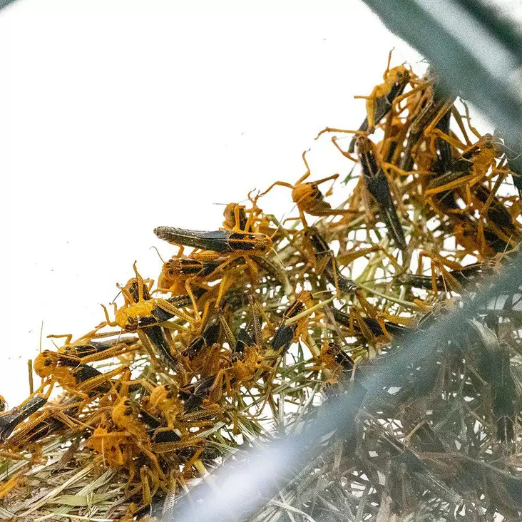 Kulkusirkka Locusta migratoria - Matelijoiden sirkat ym tuoreruoat - 1635464561 - 1