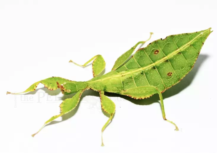 Kummitussirkka phyllium philippinicum - Kuoriaiset, sauvasirkat ym - 4250349403321 - 1