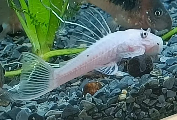 L144 Sitruunapleco, Ancistrus sp. "Snow - Pohjakalat - 3961074491751 - 1