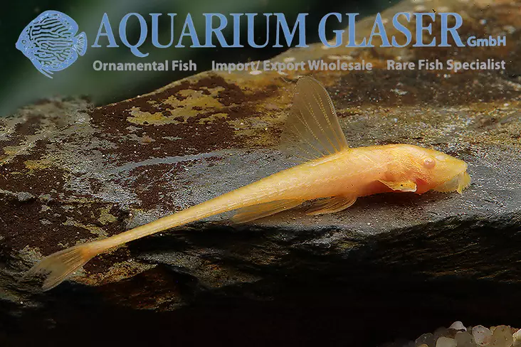 Nuolinoitamonni "Gold Albino" - Pohjakalat - 39757341039521 - 1