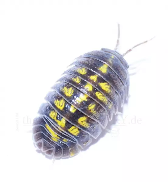Siiralaji Armadillidium granulatum - Kuoriaiset, sauvasirkat ym - 4250349427921 - 1