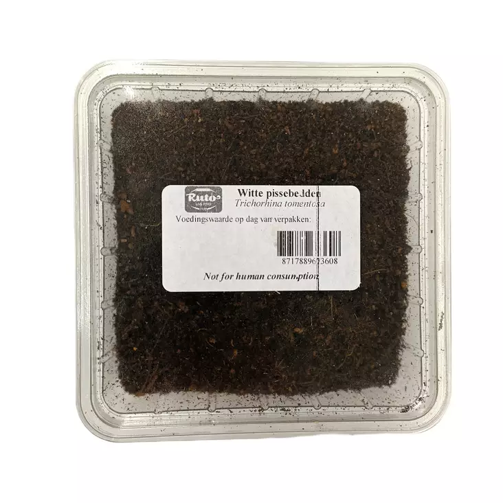 Siirarasia TRICHORHINA TOMENTOSA - Matelijoiden sirkat ym tuoreruoat - 673600210021 - 2