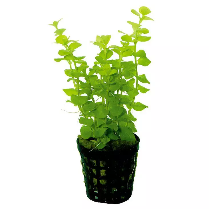 Akvaariokasvi lysimachia nummularia "aur - Akvaariokasvit - 093.0231 - 1