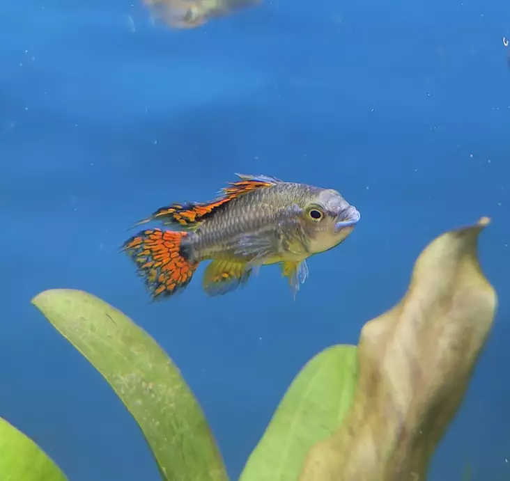 Töyhtökääpiöahven "Double red" - Kirjoahvenet - 70803981 - 1