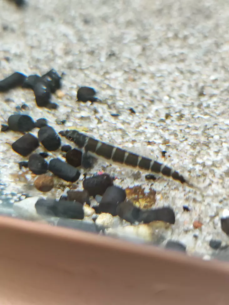 Tummaselkäsistura Nemacheilus savona - Nuoliaiset - 438701 - 1