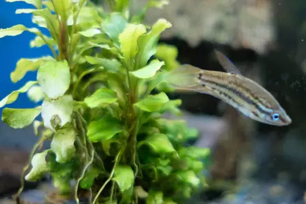 Murisijarihmakala - Labyrinttikalat - 3977565312442 - 1