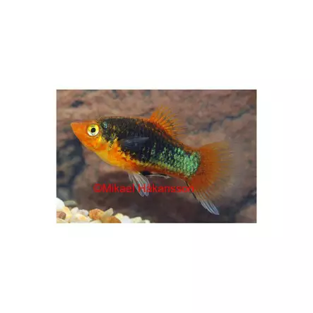 Platy musta - Synnyttävät ja killit - 0110062 - 1