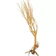 Slim Tree M 25-30cm - Akvaarion kannot - 4260092575282 - 1
