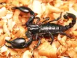 Aasianmetsäskorpion L3 - Hämähäkit ja skorpionit - 265232 - 1