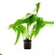 Akvaariokasvi Microsorum pte."latifolia" - Akvaariokasvit - 90040072 - 1