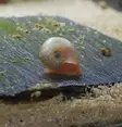 Avatar post horn snail/ Planorbella dury - Ravut ja kotilot - 486552 - 1