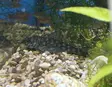 L106-2 Peckoltia sp. Orange seam - Pohjakalat - 264801062 - 1