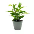 Limoviikuna ficus benjamina natasja - Terraariokasvit elävät - 0972622 - 1