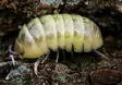 Siira Armadillidium Vulgare T+Albino - Kuoriaiset, sauvasirkat ym - 03402671232 - 1