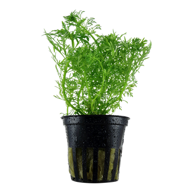 Akvaariokasvi Jättivedensuosikki - Akvaariokasvit - 8715897192852 - 1