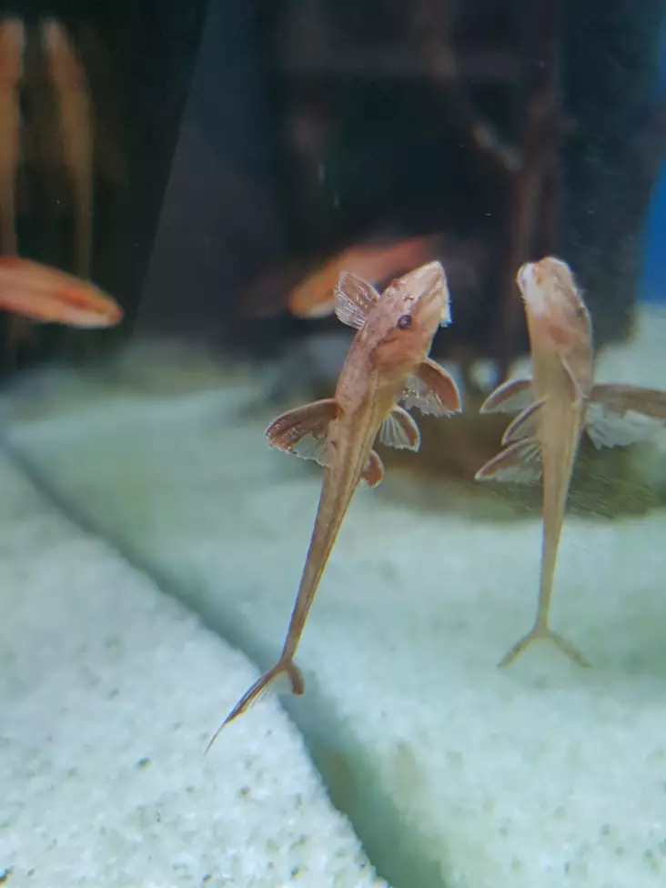 Noitamonni laji punainen Rineloricaria sp. red - Pohjakalat - 3975734103952 - 1