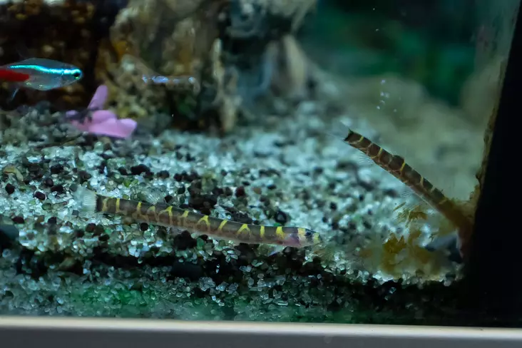 Piikkisilmä - Pohjakalat - 2100022 - 1