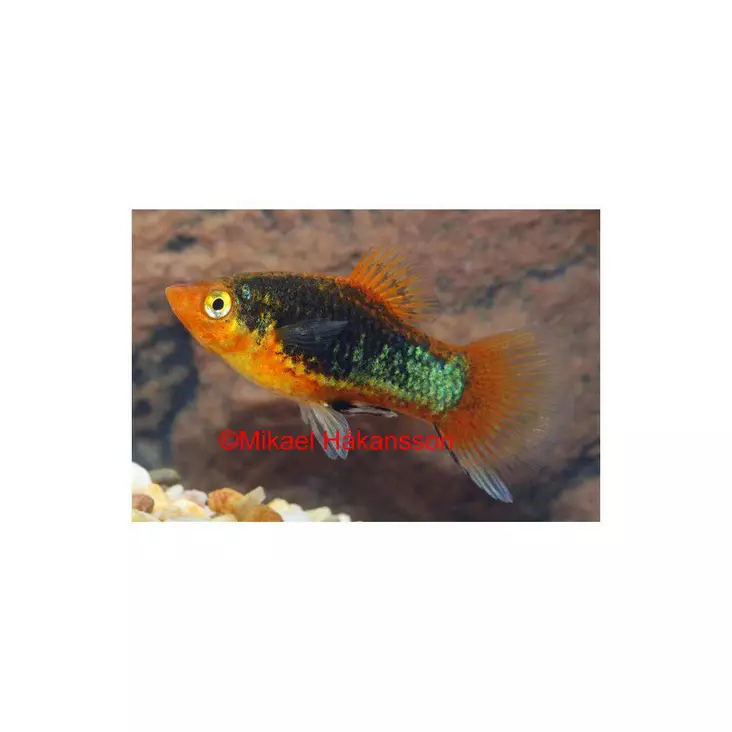 Platy musta - Synnyttävät ja killit - 0110062 - 1