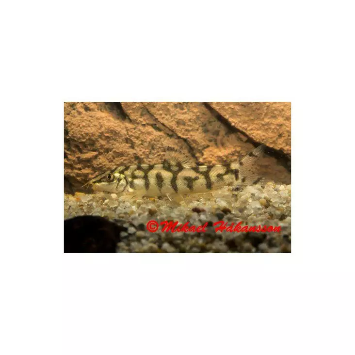 Verkkonuoliainen - Nuoliaiset - 170502 - 1