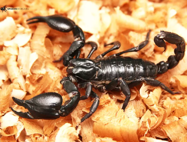 Aasianmetsäskorpion L3 - Hämähäkit ja skorpionit - 265232 - 1