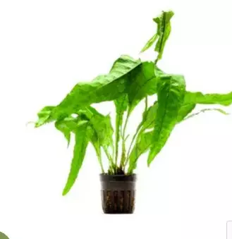 Akvaariokasvi Microsorum pte."latifolia" - Akvaariokasvit - 90040072 - 1