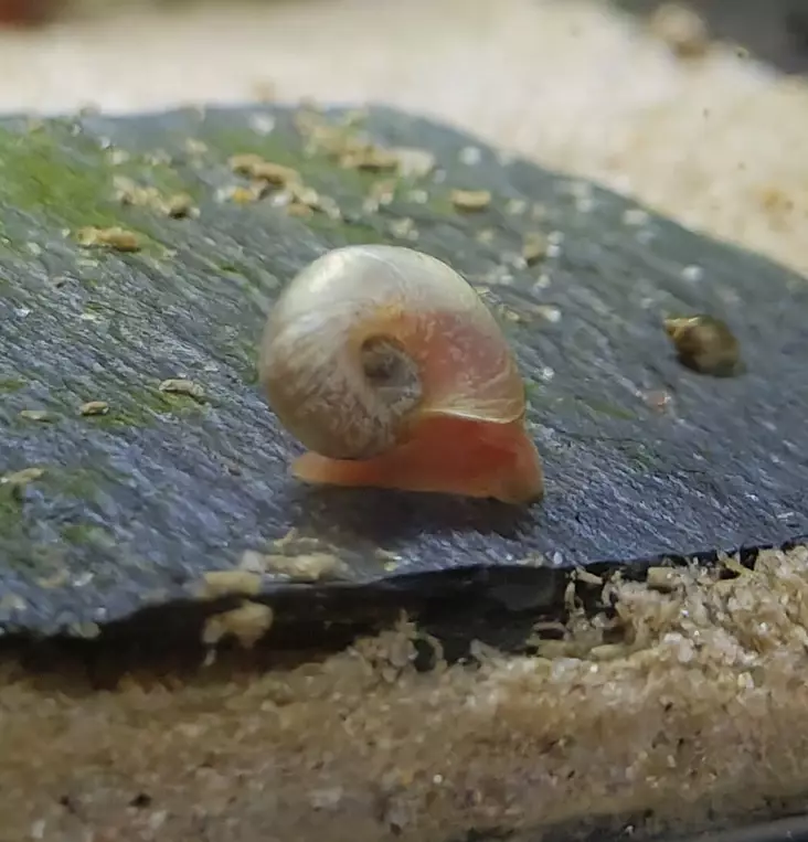 Avatar post horn snail/ Planorbella dury - Ravut ja kotilot - 486552 - 1