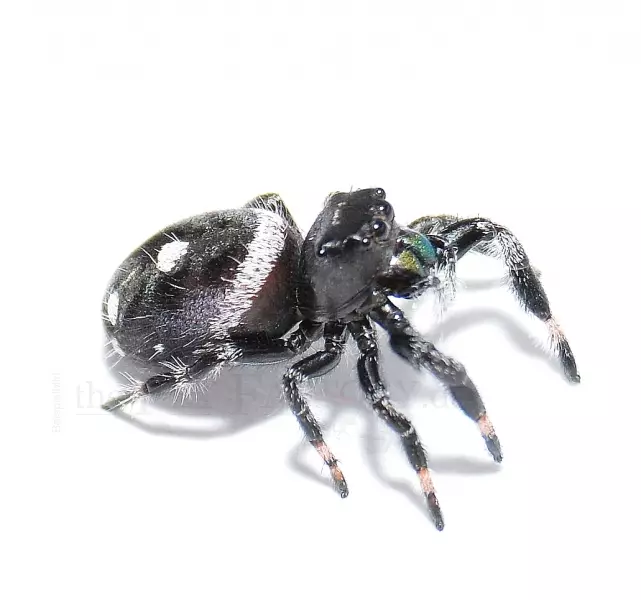 Hyppyhämähäkki Phidippus regius - Hämähäkit ja skorpionit - 0340292 - 2