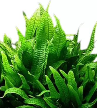 Jaavansaniaislaji "india" - Akvaariokasvit - 12572 - 1