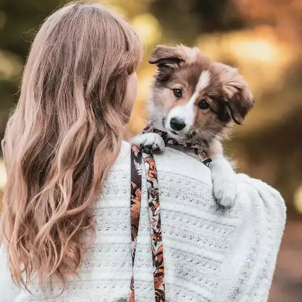 KETTU Talutin "Ruskea Kettu" - Koiran tekstiilitaluttimet - 0004190201202 - 2