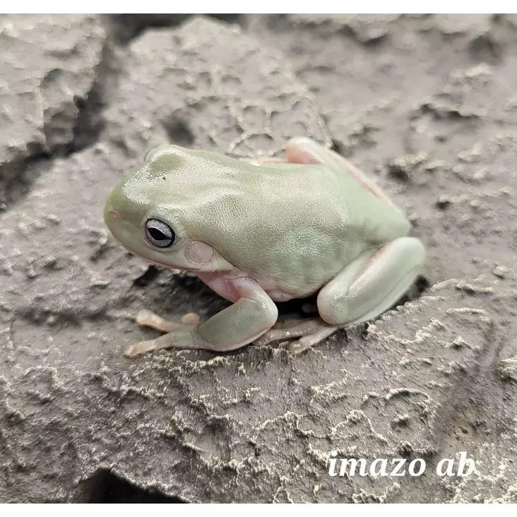 Korallisormisammakko Grodadampy Blåögd - Sammakot - 03453702 - 1