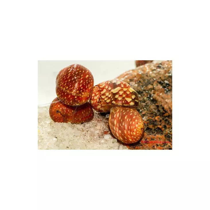 Koruantennikotilo Pink lady - Ravut ja kotilot - 0340000702 - 1