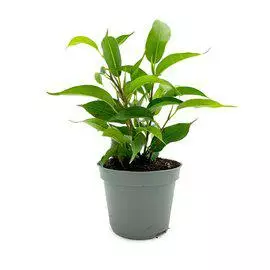 Limoviikuna ficus benjamina natasja - Terraariokasvit elävät - 0972622 - 1