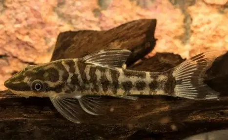 Seepranuolimonni - Pohjakalat - 0220292 - 1