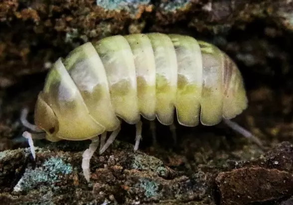 Siira Armadillidium Vulgare T+Albino - Kuoriaiset, sauvasirkat ym - 03402671232 - 1