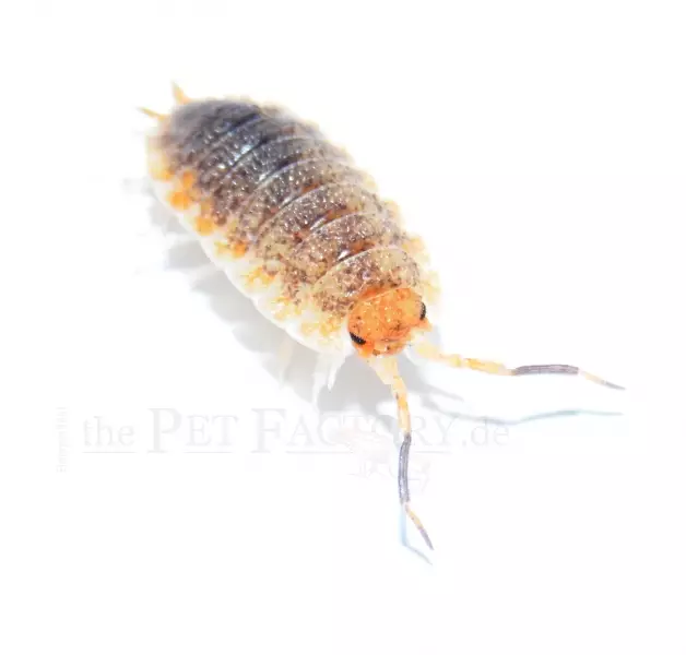 Siiralaji Porcellio sp. Orange skirt - Kuoriaiset, sauvasirkat ym - 3452642 - 1