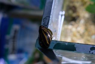 Seepraleväkotilo - Ravut ja kotilot - 485483 - 1