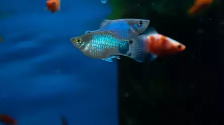 Platy Mix - Synnyttävät ja killit - 7070143 - 2