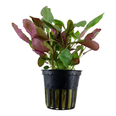 Akvaariokasvi Lobelia cadinalis "wawy" - Akvaariokasvit - 09500450422543 - 1