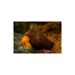 ELEFANTTIKOTILO , keltainen jalka - Ravut ja kotilot - 034021400034213 - 1