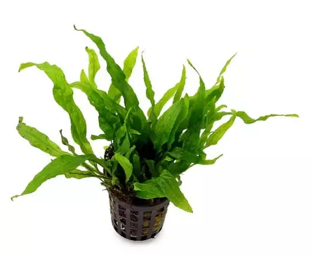 Akvaariokasvi Microsorum pte. "Petit" - Akvaariokasvit - 70090073 - 1