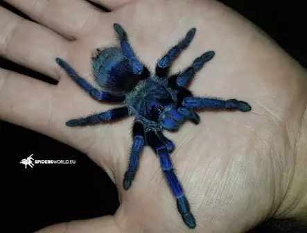 I Brasilian sininen tarantula 5cm naaras - Hämähäkit ja skorpionit - 2225553 - 1