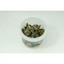 Invitro Cryptocoryne Pygmaea - Akvaariokasvit - 1565623 - 1