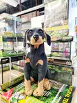 Istuva Rottweiler 54cm - Lahjatavarat lemmikin omistajalle - 7330002025583 - 2