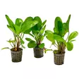 Akvaariokasvi Echinodorus Midifleur - Akvaariokasvit - 097013701463 - 1