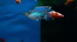 Platy Mix - Synnyttävät ja killit - 7070143 - 2