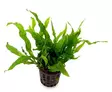 Akvaariokasvi Microsorum pte. "Petit" - Akvaariokasvit - 70090073 - 1
